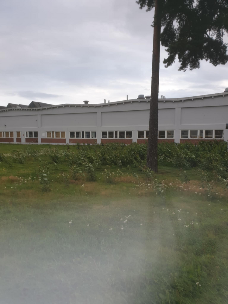 Klippe gress. FØR 241957