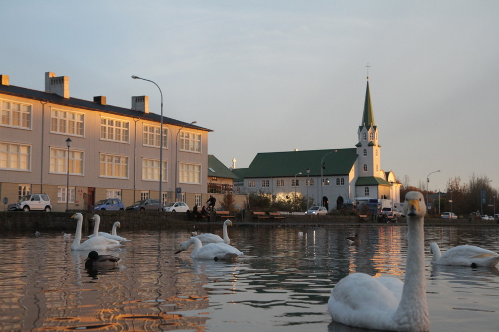 Svanedammen i Reykjavik. 
Foto Geir Lundli