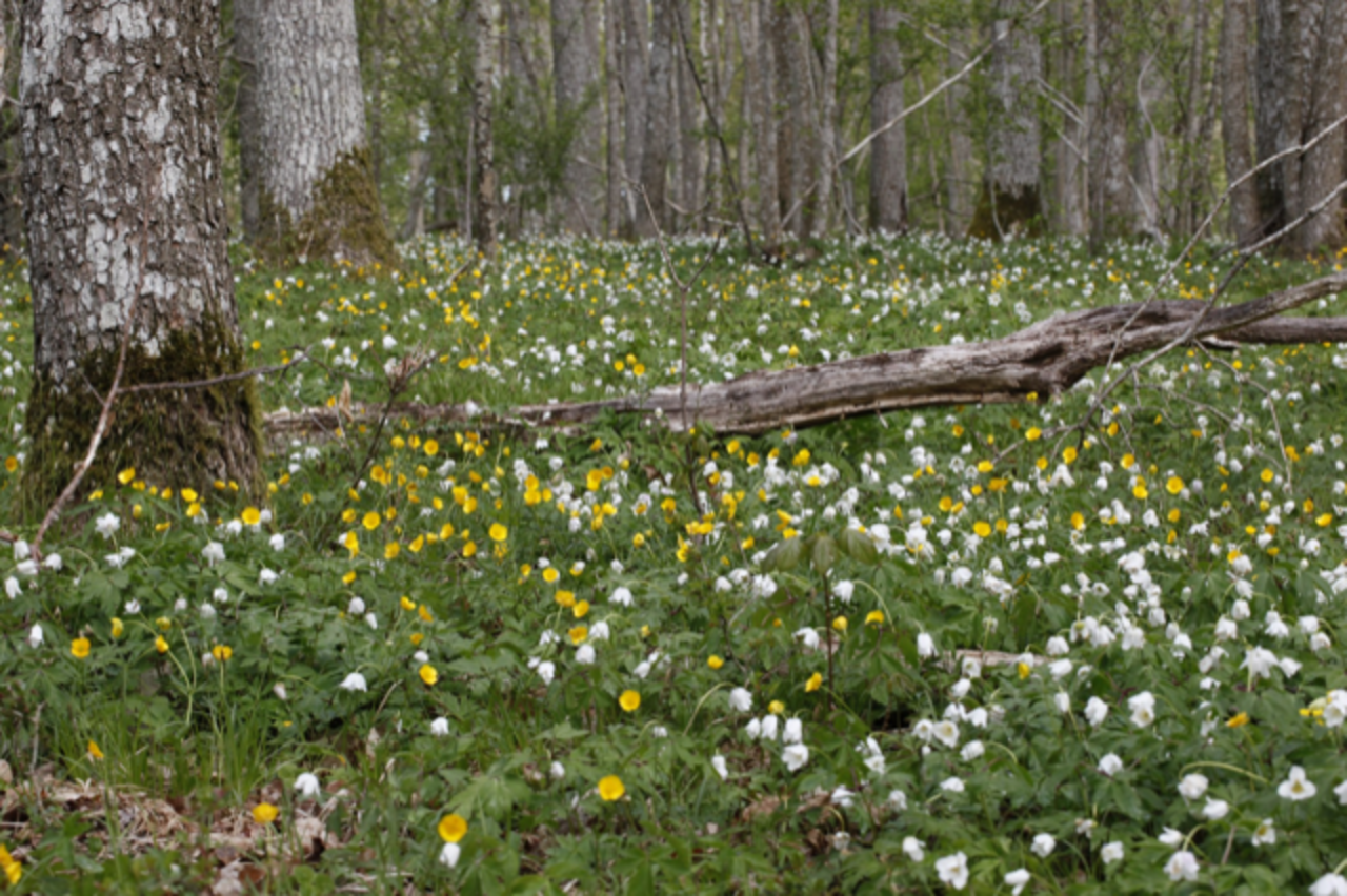 Blomstertur med blomsterhistorier 30.5