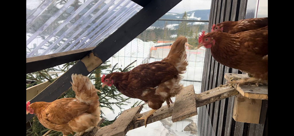 Hønene på veg ut fra huset