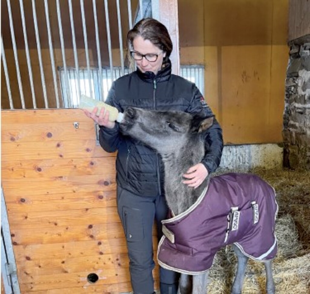 Hormonbehandling av amme