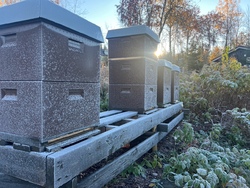 Bilde av bigården i frost