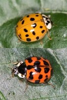 Harlekinmarihøne er svært variabel av utseende, den har vanligvis mange prikker, gjerne mellom nitten og 21. Fargen er ofte oransje, rød eller gulaktig. Harlekinmarihøna har vanligvis et M- eller W-formet merke på halsskjoldet. 
Foto: Arnstein Staverløkk