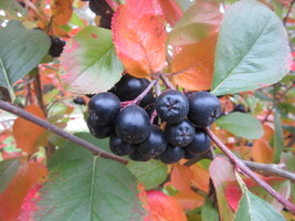 September 2019: Aronia, eller svartsurbær som det kalles på norsk er kjempesunt!  
Svartsurbær inneholder fargestoffer av typen antocyaniner og karotenoider (cyanidin-3-galaktosid og betakaroten) som virker som antioksidanter. Bærene inneholder også mye vitaminer, bl.a. vitamin A, E, og B2, og hjelper opptak av vitamin C. Ellers er det mye av mineraler og sporstoffer som jern, molybden, bor, jod og kalsium.
Svartsurbær har egenskaper som beskyttender hjerne, hjerte, blodårer og urinveier, er immunstyrkende, blodtrykksregulerende, kolesterolsenkende, astringerende og slimløsende :-)
Tenk det!