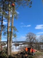 Trearbeid i Oslo og omegn