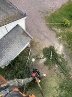 Ryddig hage etter trefelling