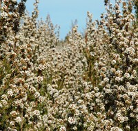 Fragonia - taxandria/agonis fragrans - 10 ml