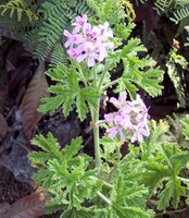 Geranium bourbon - pelargonum graveolens - 10 ml