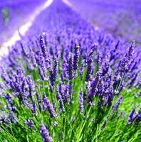 Lavendel - lavandula angustifolia - 10 ml