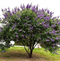 Vitex frø, Kreta - vitex agnus castus - 10 ml