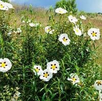 Cistus - cistus ladaniferus - 10 ml