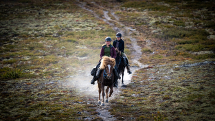 Hest i Grimsadalen, horse