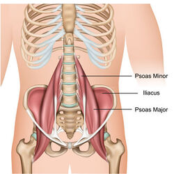 Psoas major