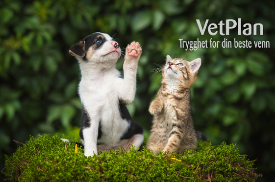 VETPLAN