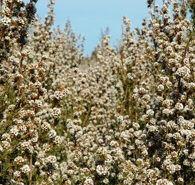 Fragonia - taxandria/agonis fragrans - 10 ml