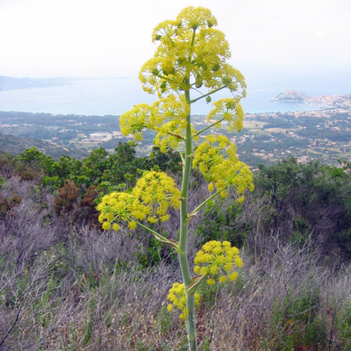 Galbanum - ferula galbanifera - 10 ml