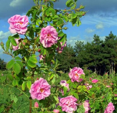 Rose Otto - rosa damascena - 1 ml - NB! stivner under 18°C.  