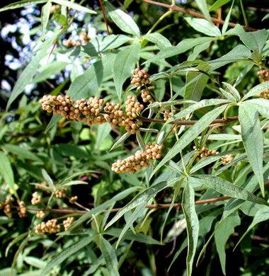 Vitex frø, Kreta - vitex agnus castus - 5 ml