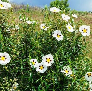 Cistus - cistus ladaniferus  - 5 ml