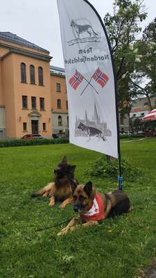 Schæferhundensdag 6.Juni 2025