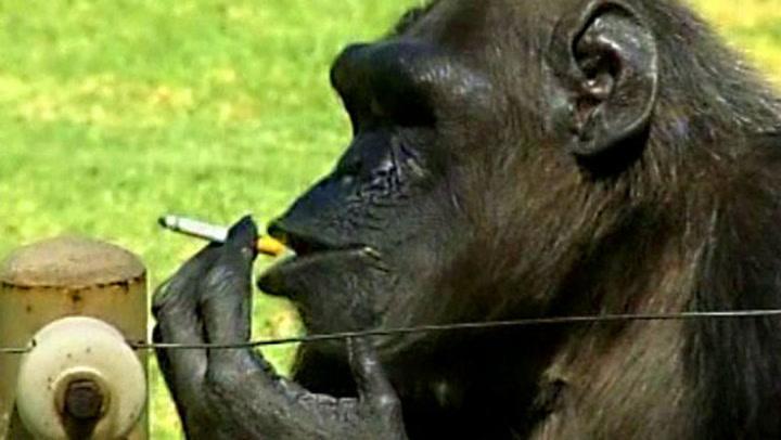 aper gjør dumme ting og er idoter!!!!