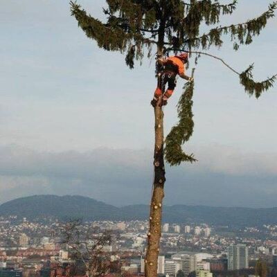 Nittedal Trefelling i arbeid – profesjonell trefelling