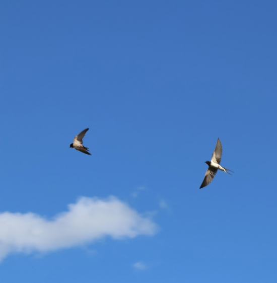 To fugler som flyr