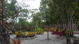 Aluga Casa  do Thor em Caraiva 242066