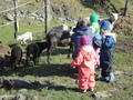 Bergly besøkjer Stuastølen under lamminga