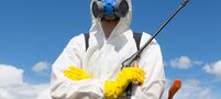insectum 237566