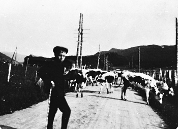 REF-0089 Voll, Rennebu ca 1940
Seterflytting oppover Vollagjerdene. 'Gjetar' er O.I.Bakk