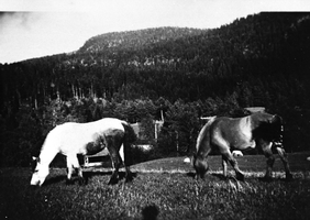 REF-0104   Furuly Tverdal.  ca1937/38.
Hestane på beite.
I bakgrunnen Håkålia.