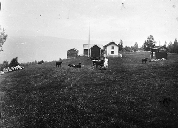 REF-0175 Øvre Olsbakk  Rennebu
Ved kyrne står Jonette Holden, f. Olsbakk