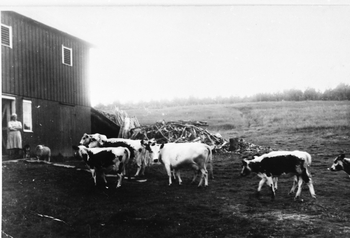 REF-0203  Nerskogen   1955.
Kristine Fjellstad tek imot buskapen som skal inn til kvelds.