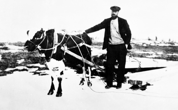 REF-0209    Nerskogen   ca 1936.
Halvard Engelsjord med kjøreoksen og materiallass.