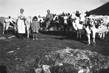 REF-0216   Nerskogen  1936-37.
På Torsgardssætra.
Buskapen kjem heim til kvelds.
F.v.:Kristine Fjellstad, Solveig Lånke, Ingeborg Lånke.