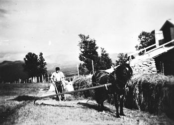 REF-0222  Nerskogen  ca 1952.
Sven J. Rise gjær onn på garden Svendgård.