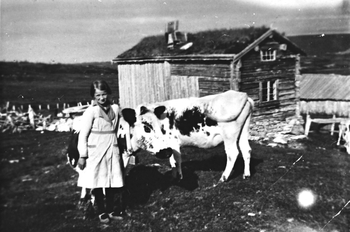 REF-0342  Jøldalen.
Randi Nordbø med to røroskyr ved Hosetsætra.