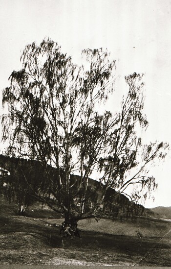 REF-0376 Stamnan. 'Hoelsbjørka'