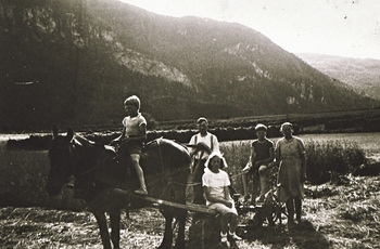 REF-0383 Skjerve/ Stamnan. ca 1941.
Grasslått med hest for hesjing,uti Teia.F.v. Sivert, Inger(på skåka), Steinar (med ljå), Arnt, Karen,- alle Skjerve.