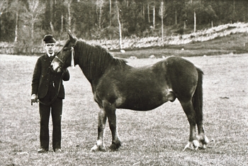 REF-0399 Herrem/ Voll.
Jo Sugustad med hest ved Oppstuggu Herrem.