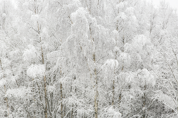 Nysnøen tynger bjørkeskogen. Ski. Nordre Follo.