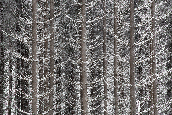 Snøvær i oppkvistet hogstmoden plantet granskog. Holstadskogen. Ås.