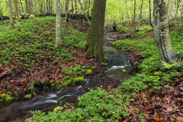 Vårbekk gjennom Fjugstad naturreservat. Åsgårdstrand. Horten.