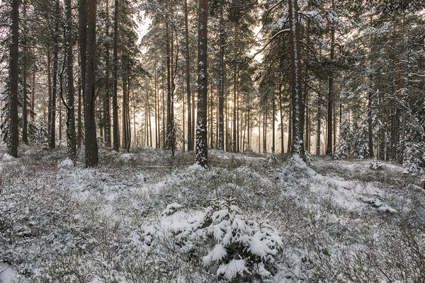 Lav desembersol gjennom lyngfuruskog.. Holstadskogen. Ås.