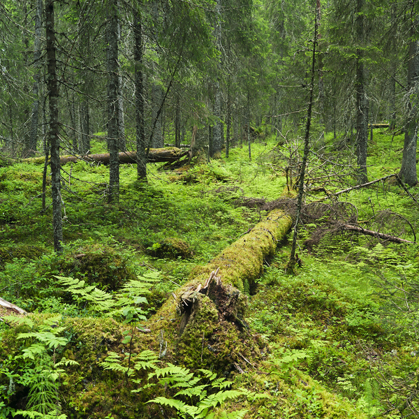 Kystgranskog nord i Trøndelag.