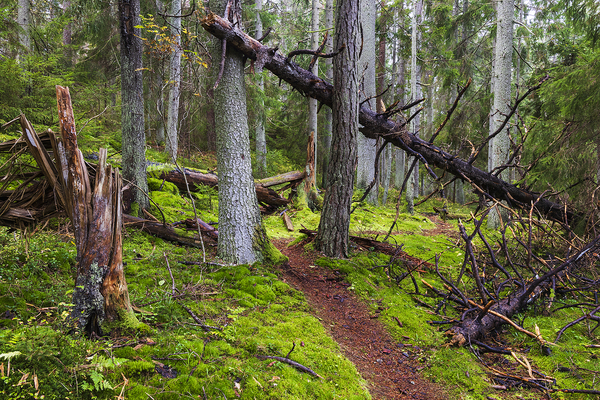 Sti gjennon vernet skog som får skjøtte seg selv. Leirdalen naturreservat. Vesterøy. Hvaler.