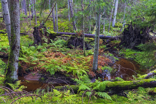 Bekk slynger seg gjennom gammelskogen i Leirdalen naturreservat. Vesterøy. Hvaler.