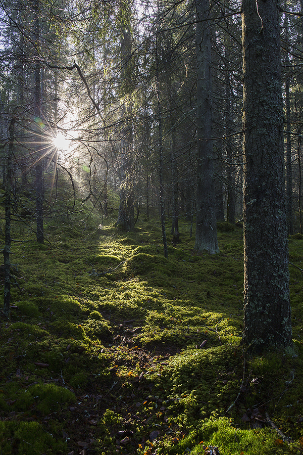 Morgensol lyser opp mosebunn i gammel granskog. Østmarka. Oslo.