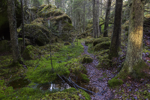 Gammel urørt granskog. Østmarka. Oslo.